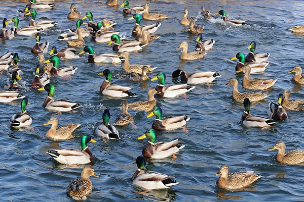 Many ducks swimming in the water