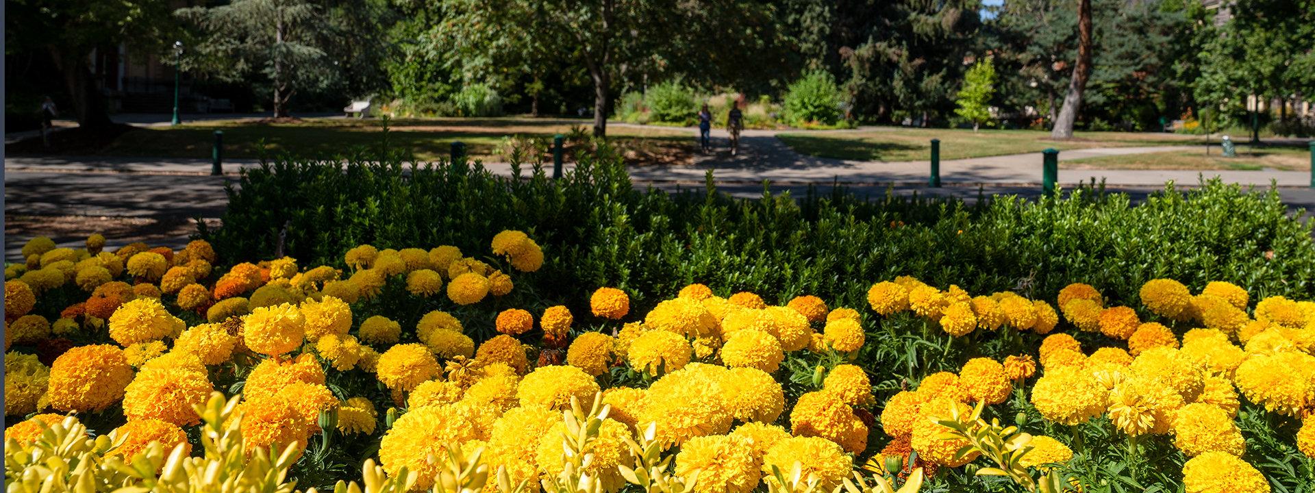 Flowers on campus