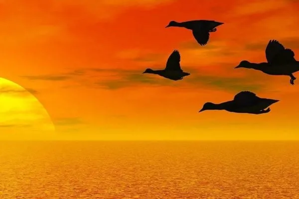 Four ducks flying over water with orange sunset in background